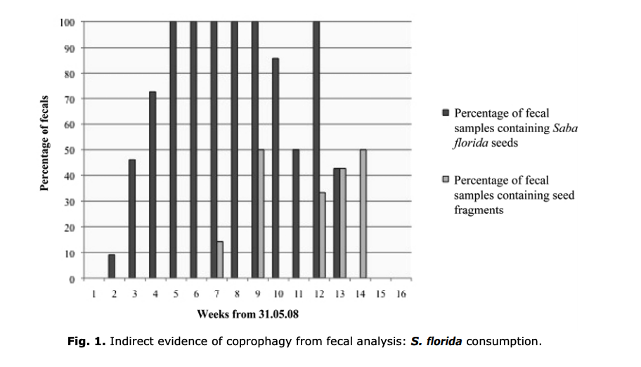 Coprophagy by the semi-habituated chimpanzees of Semliki, Uganda.