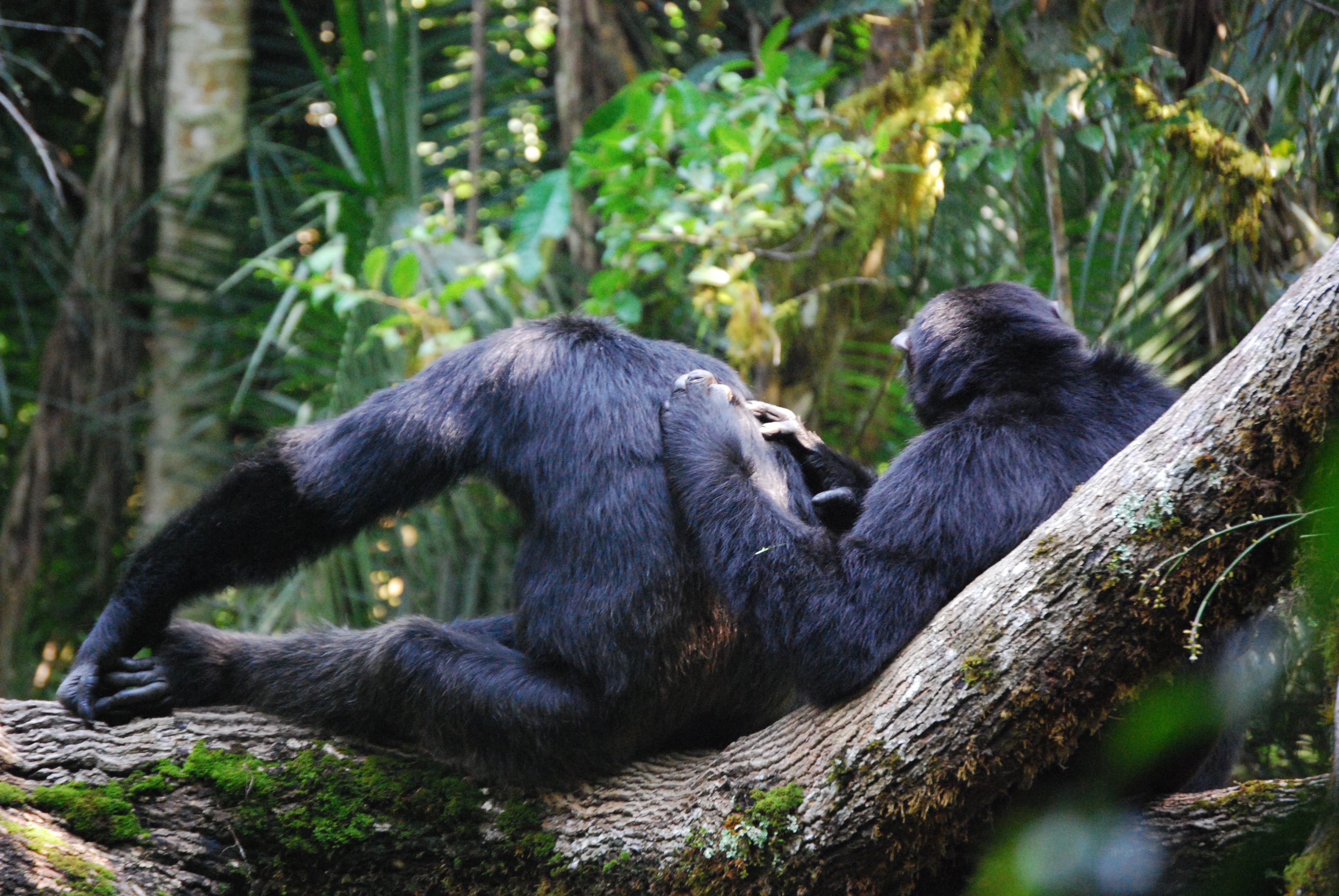 Grooming hand-clasp by chimpanzees of the Mugiri community, Toro-Semliki Wildlife Reserve, Uganda
