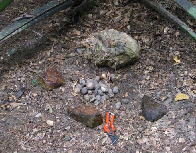 Chimpanzees at Semliki ignore oil palms