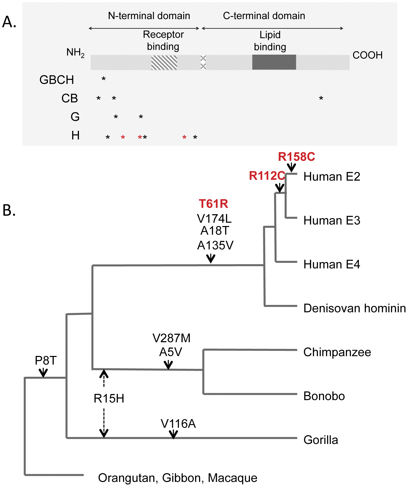 The Apolipoprotein E APOE Gene Appears Functionally Monomorphic in Chimpanzees Pan troglodytes
