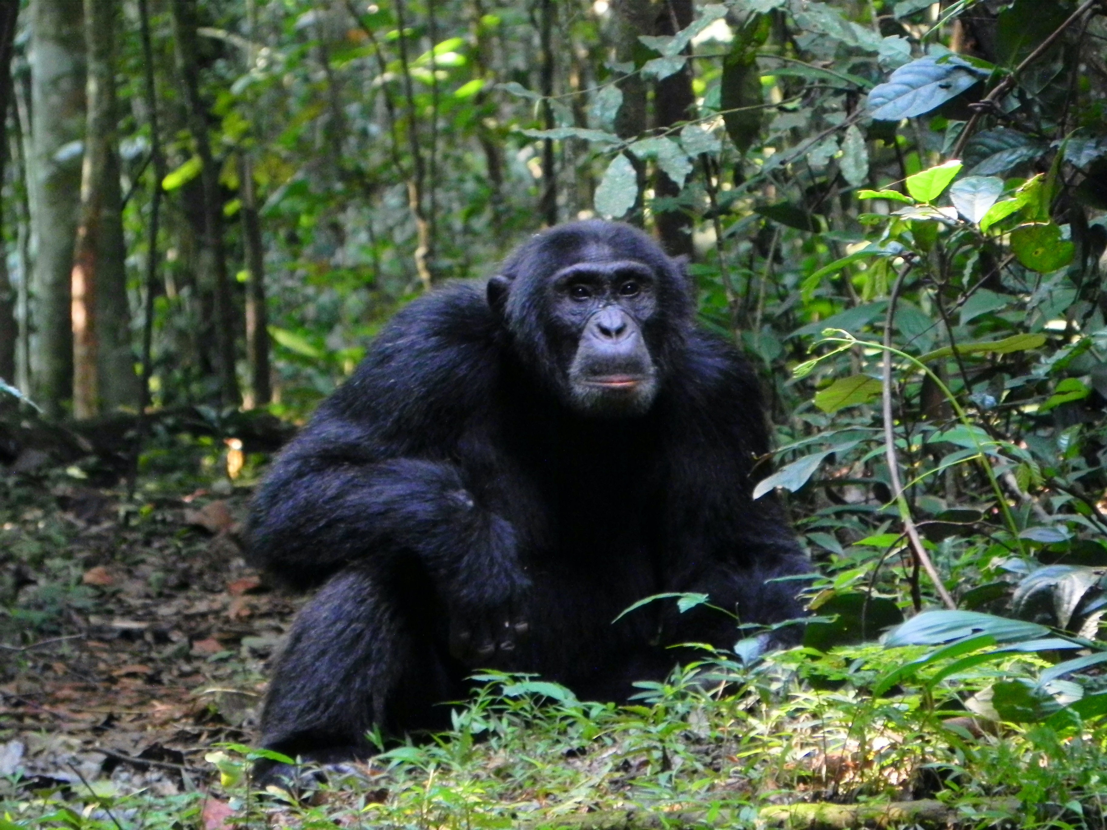 AVPR1A Variation in Chimpanzees Pan troglodytes : Population Differences and Association with Behavioral Style