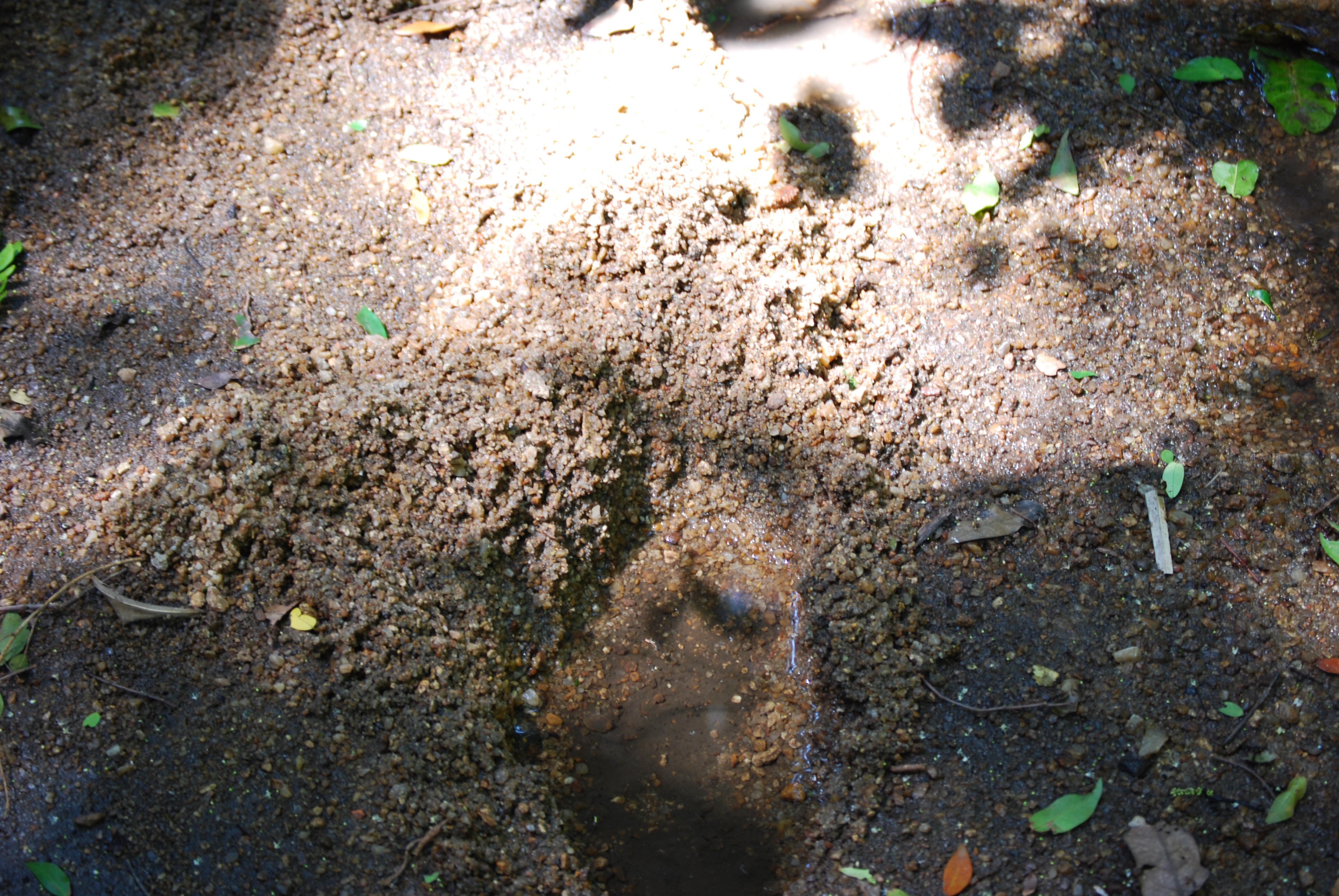 Well digging by Semliki chimpanzees: new data on laterality and hydrology