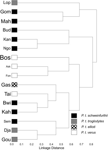 Selective insectivory at Toro-Semliki, Uganda: Comparative analyses suggest no savanna chimpanzee pattern