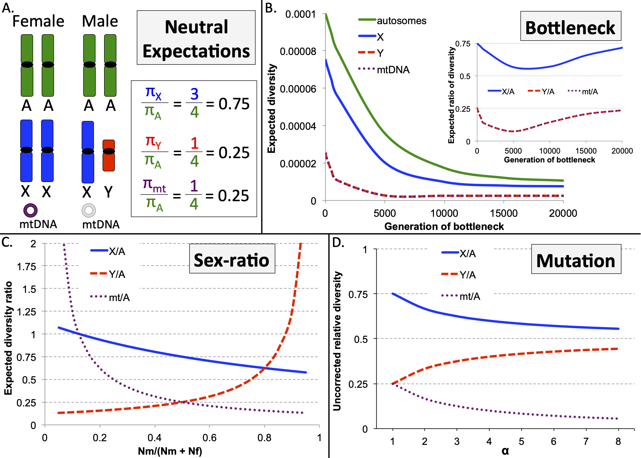 Genomic signatures of sex-biased demography: progress and prospects