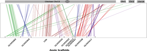 Evolution of dosage compensation in i Anolis carolinensis i , a reptile with XX XY chromosomal sex determination