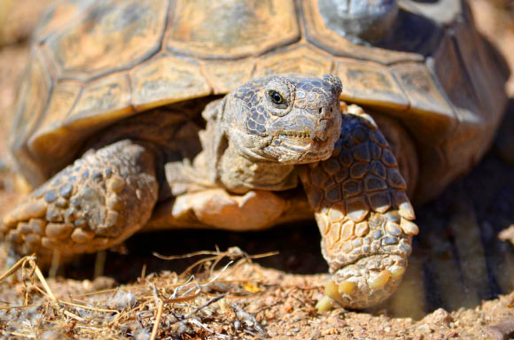Improved draft of the Mojave Desert tortoise genome, i Gopherus agassizii i , version 1.1