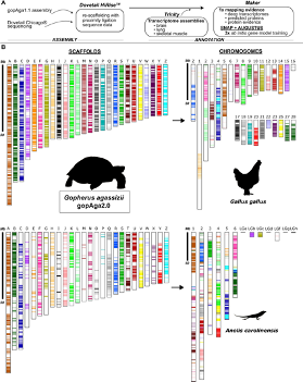 Discovery of a New TLR Gene and Gene Expansion Event through Improved Desert Tortoise Genome Assembly with Chromosome-Scale Scaffolds