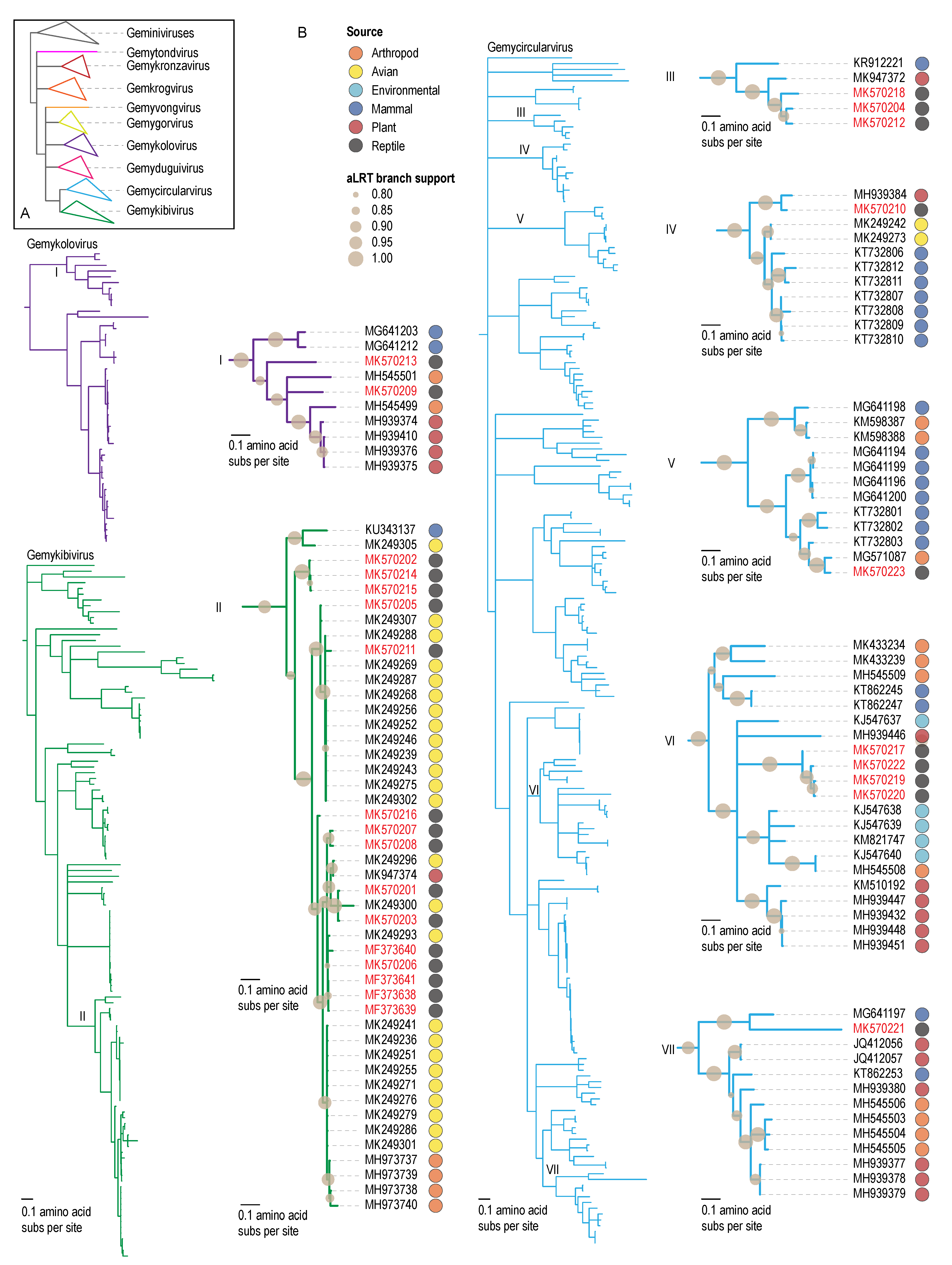 Virus Discovery in Desert Tortoise Fecal Samples: Novel Circular Single-Stranded DNA Viruses