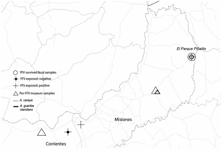 Positively selected variants in functionally important regions of scp TLR7 scp in i Alouatta guariba clamitans i with yellow fever virus exposure in Northern Argentina