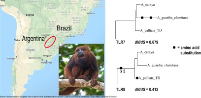 Comparing the selective landscape of TLR7 and TLR8 across primates reveals unique sites under positive selection in Alouatta