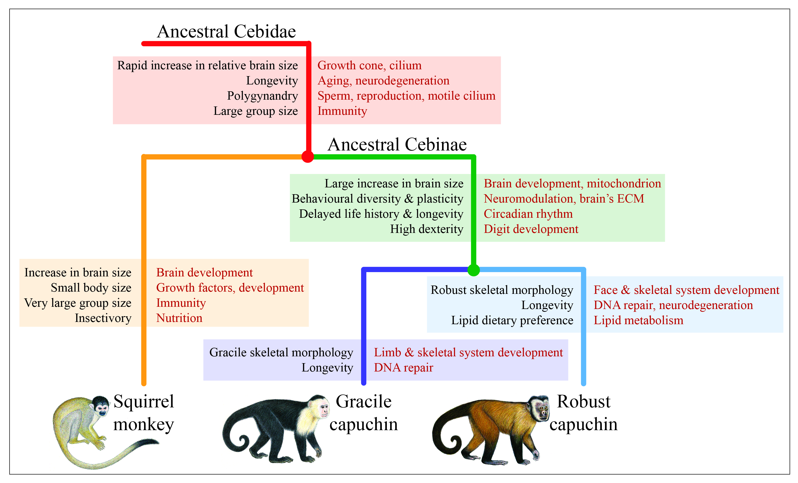 Signatures of adaptive evolution in platyrrhine primate genomes