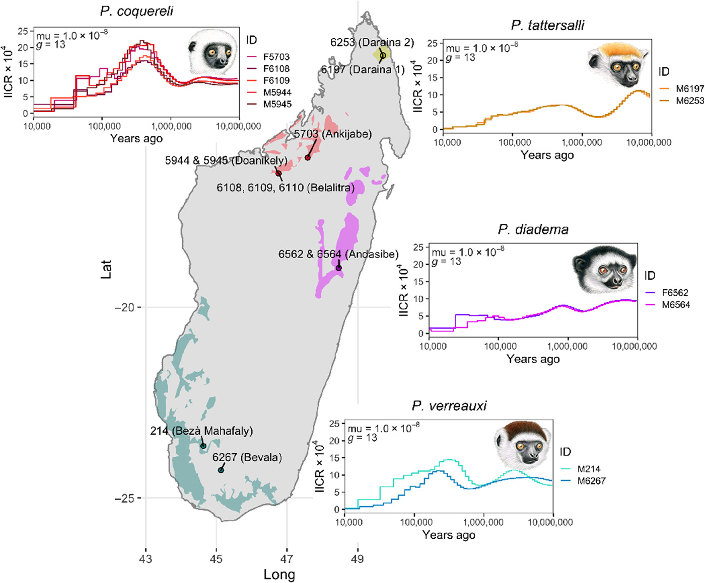 Comparative genomic analysis of sifakas i Propithecus i reveals selection for folivory and high heterozygosity despite endangered status