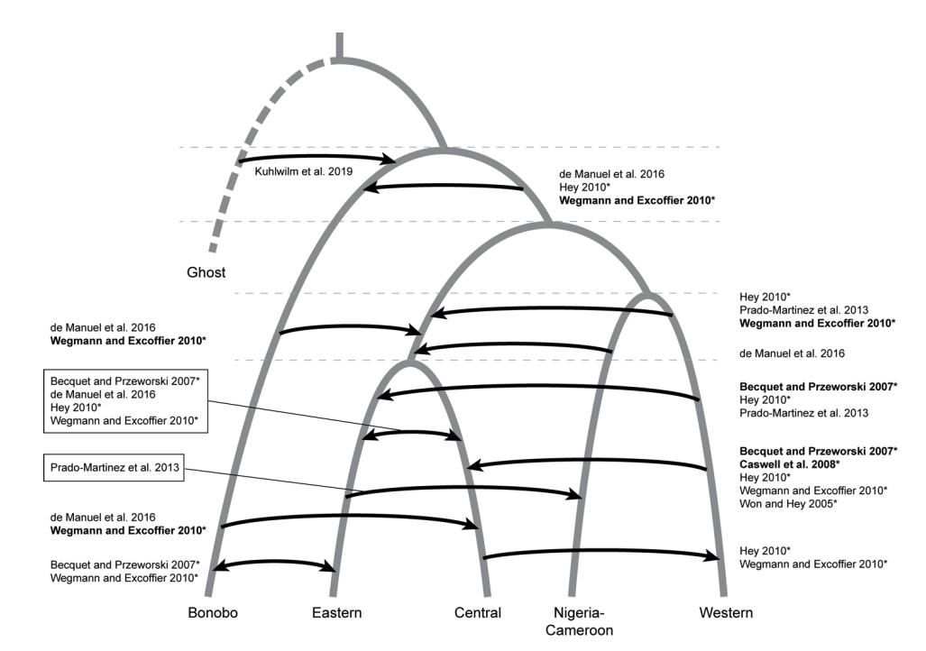 Estimating bonobo i Pan i i paniscus i and chimpanzee i Pan i i troglodytes i evolutionary history from nucleotide site patterns