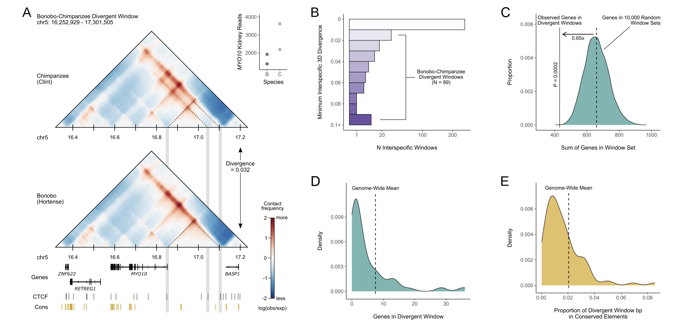 Sequence-Based Machine Learning Reveals 3D Genome Differences between Bonobos and Chimpanzees