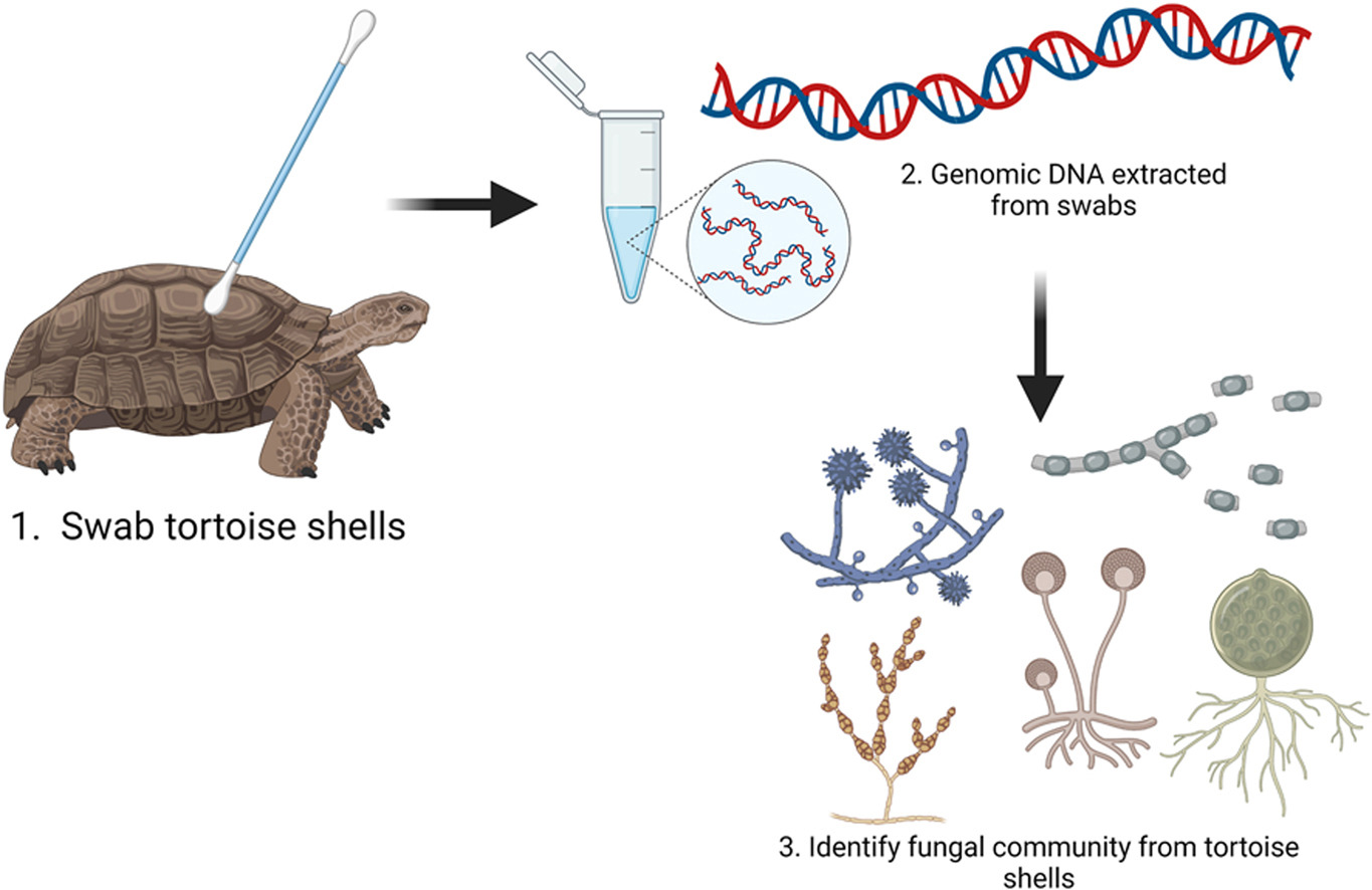 Characterizing fungal communities on Mojave desert tortoises Gopherus agassizii in Arizona to uncover potential pathogens