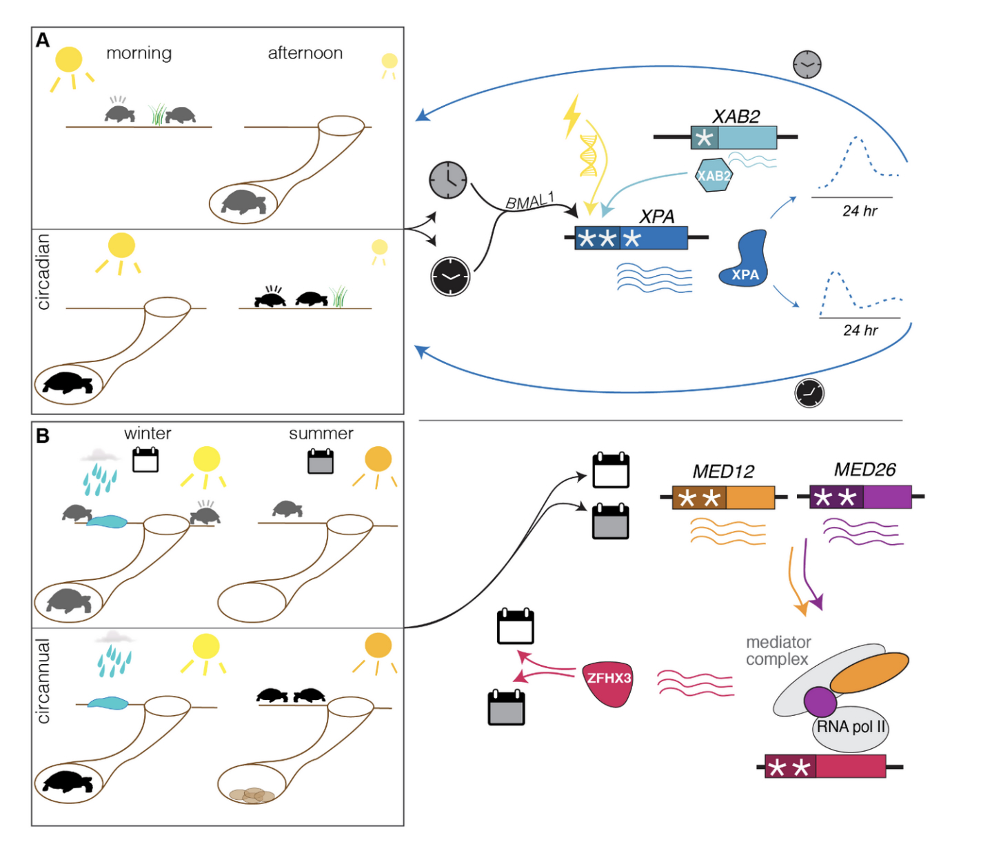 Divergence in Regulatory Regions and Gene Duplications May Underlie Chronobiological Adaptation in Desert Tortoises