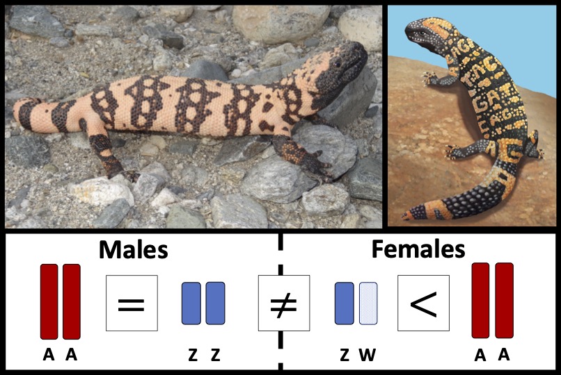 Lack of Dosage Balance and Incomplete Dosage Compensation in the ZZ ZW Gila Monster i Heloderma suspectum i Revealed by De Novo Genome Assembly